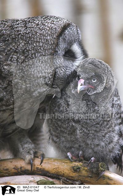 Bartkauz / Great Grey Owl / MAZ-01047