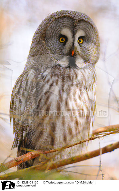 great grey owl / DMS-01135
