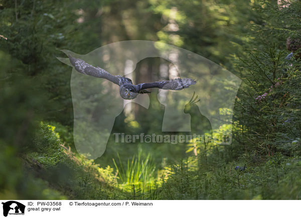 great grey owl / PW-03568
