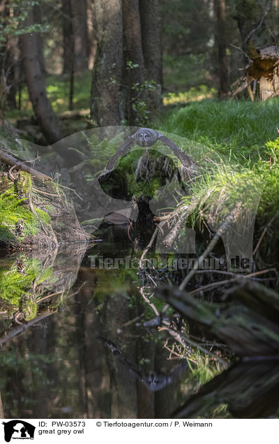 great grey owl / PW-03573