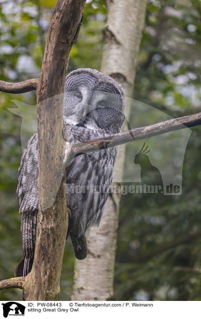 sitting Great Grey Owl / PW-08443