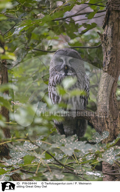 sitting Great Grey Owl / PW-08444