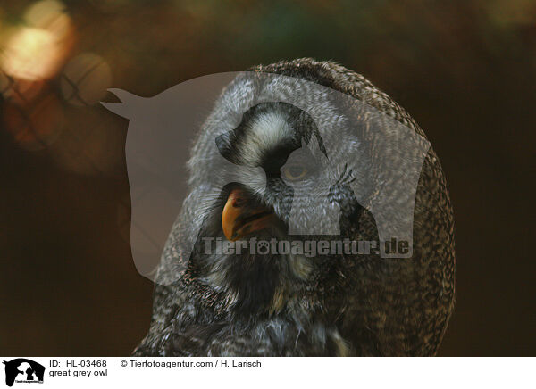 Bartkauz / great grey owl / HL-03468