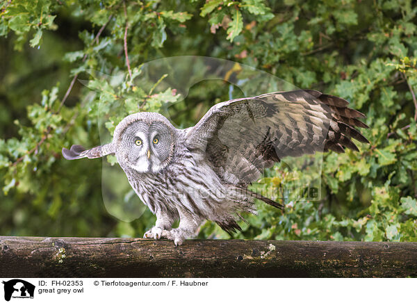 Bartkauz / great grey owl / FH-02353