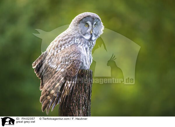 great grey owl / FH-02357