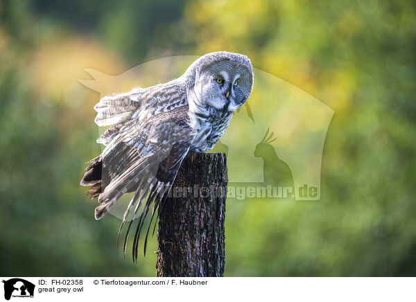 great grey owl / FH-02358