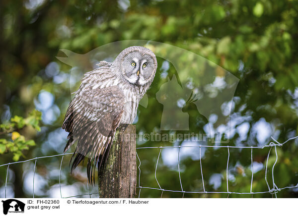 great grey owl / FH-02360
