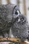 Great Grey Owl