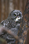 Great Grey Owl