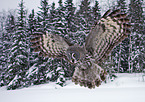 great grey owl