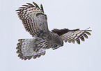 great grey owl