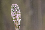 great grey owl