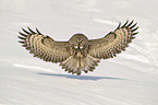 great grey owl