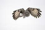 great grey owl