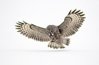 great grey owl