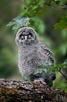 great grey owl