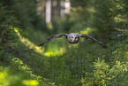 great grey owl