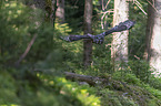 great grey owl