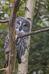 sitting Great Grey Owl