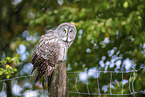 great grey owl