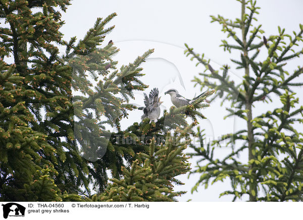 Nrdliche Raubwrger / great grey shrikes / THA-04560