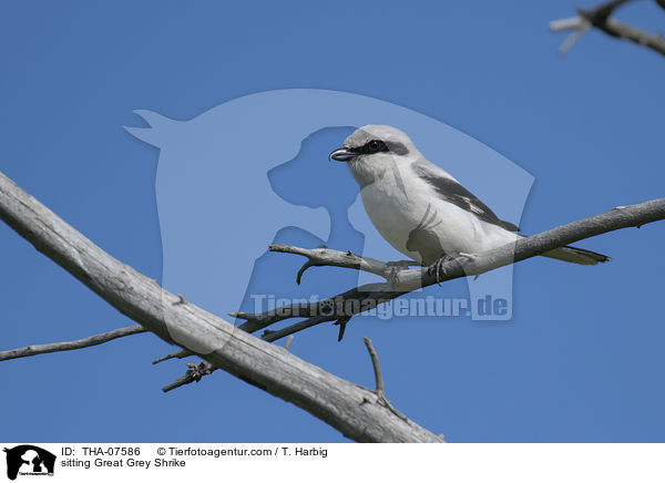 sitting Great Grey Shrike / THA-07586