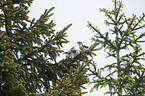 great grey shrikes