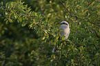 sitting Great Grey Shrike