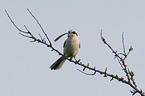 sitting Great Grey Shrike