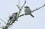 sitting Great Grey Shrike