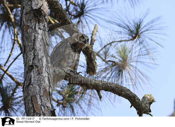 Great Horned Owl / FF-13417