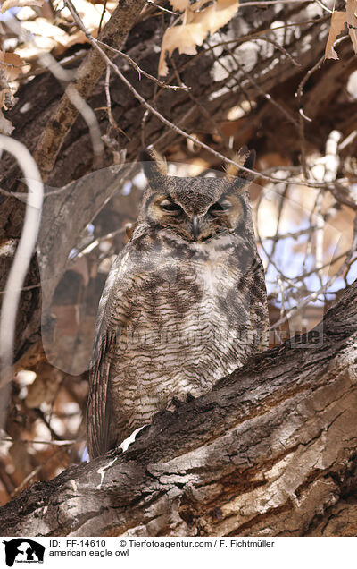 american eagle owl / FF-14610