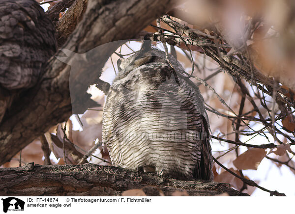 american eagle owl / FF-14674