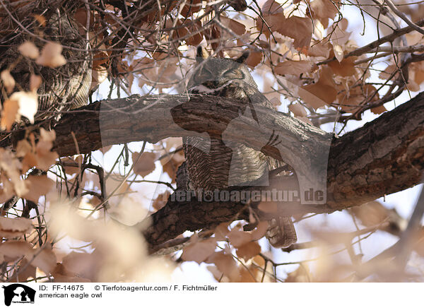 american eagle owl / FF-14675