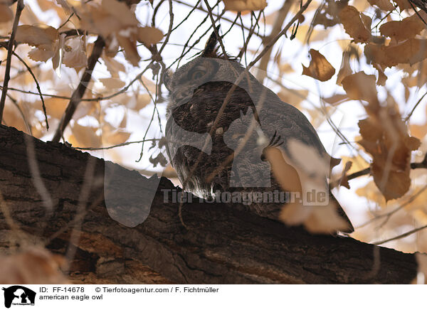 american eagle owl / FF-14678
