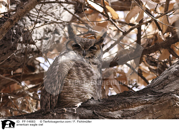 american eagle owl / FF-14683