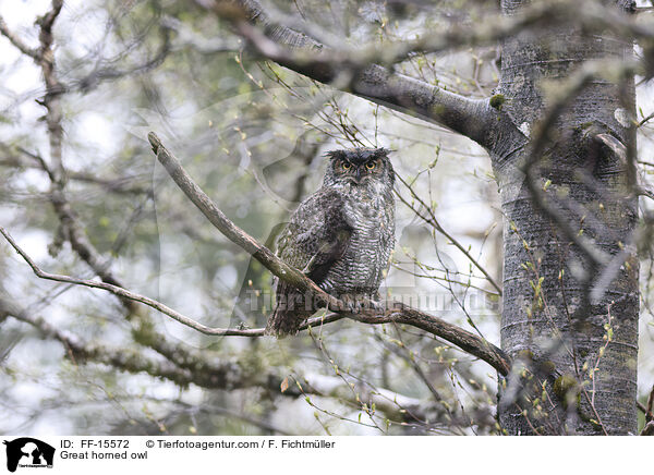 Great horned owl / FF-15572
