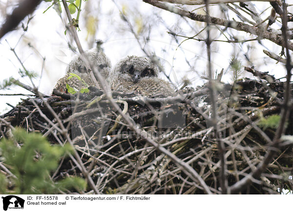 Virginiauhu / Great horned owl / FF-15578