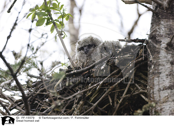 Great horned owl / FF-15579