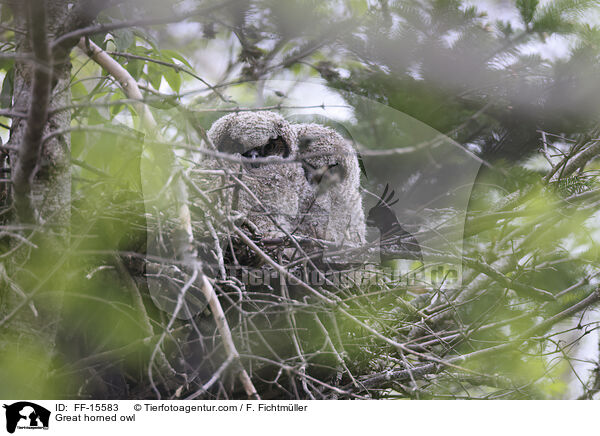 Great horned owl / FF-15583