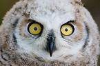 canadian eagle owl