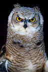 canadian eagle owl