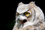 canadian eagle owl