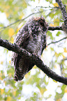 great horned owl