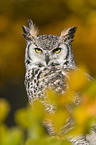 american eagle owl