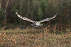 american eagle owl