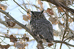 sitting Great Horned Owl