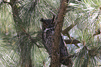 Great Horned Owl