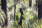 Great Horned Owl