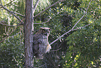 Great Horned Owl